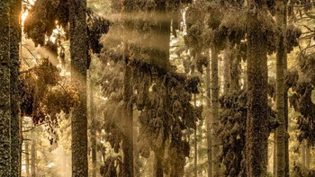 The Monarchs Forest hasil jepretan Jaime Rojo menjuarai kategori The Beauty of Nature. Foto: Jaime Rojo/Siena International Photo Awards 2024
