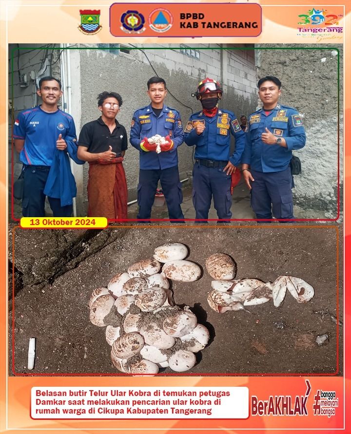 Damkar Kabupaten Tangerang mengevakuasi belasan telur kobra di rumah warga di Cikupa.