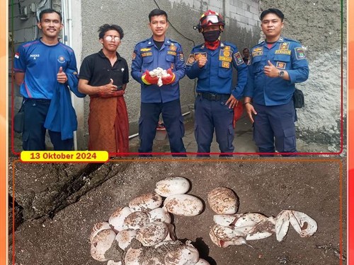 Damkar Kabupaten Tangerang mengevakuasi belasan telur kobra di rumah warga di Cikupa.