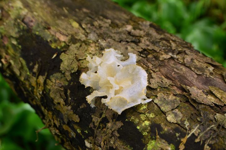 Snow mushroom