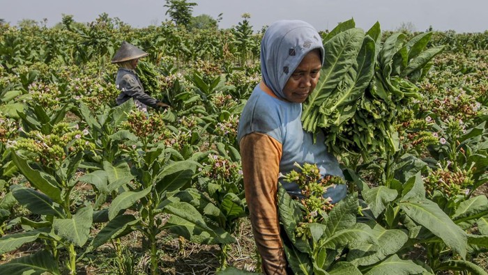 Petani memanen tembakau di Sumberrejo, Bojonegoro, Jawa Timur, Senin(14/10/2024).  Luas lahan tanam tembakau di wilayah itu meningkat sekitar 4.770 hektare dari tahun sebelumnya, yakni dari 11.189 hektar luas lahan tembakau pada 2023 menjadi sekitar 15.959 hektar luas lahan tembakau pada 2024 yang disebabkan kondisi lahan yang dianggap cocok untuk menanam tembakau dan harga tembakau yang relatif tinggi sejak setahun yang lalu. ANTARA FOTO/Muhammad Mada/rwa.