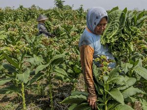 Asosiasi Sebut Pengetatan Aturan Tembakau Berdampak Buruk buat Petani