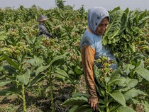 Petani Ungkap 5 PR Pemerintahan Prabowo di Sektor Industri Tembakau