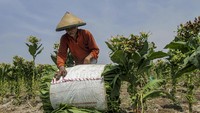 Perluasan ini disebabkan kondisi lahan yang dianggap cocok untuk menanam tembakau dan harga tembakau yang relatif tinggi sejak setahun yang lalu.