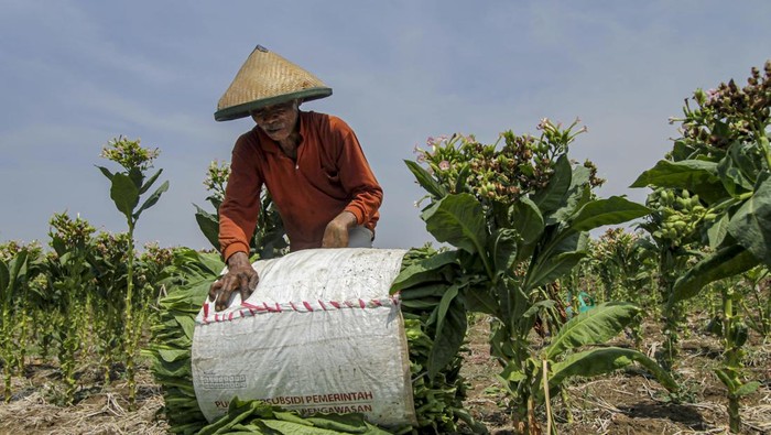 Petani memanen tembakau di Sumberrejo, Bojonegoro, Jawa Timur, Senin(14/10/2024).  Luas lahan tanam tembakau di wilayah itu meningkat sekitar 4.770 hektare dari tahun sebelumnya, yakni dari 11.189 hektar luas lahan tembakau pada 2023 menjadi sekitar 15.959 hektar luas lahan tembakau pada 2024 yang disebabkan kondisi lahan yang dianggap cocok untuk menanam tembakau dan harga tembakau yang relatif tinggi sejak setahun yang lalu. ANTARA FOTO/Muhammad Mada/rwa.