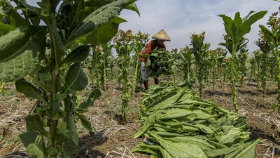 Petani Bojonegoro Makin Perluas Lahan Tembakaunya, Kenapa?
