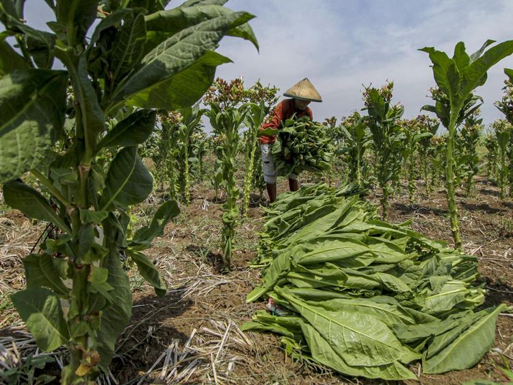 Petani Bojonegoro Makin Perluas Lahan Tembakaunya, Kenapa?