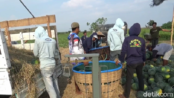 petani lumajang panen semangka madrid