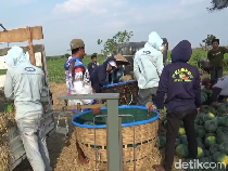 Manis dan Segarnya Semangka Madrid Bikin Petani Lumajang Panen Cuan