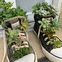 Setelah ditanam, jangan disiram dan hindari sinar matahari langsung selama sekitar 20 hari. Setelah 20 hari, baru sukulen bisa disiram dan diletakkan di area yang terkena paparan sinar matahari. Foto: Dok. arttimes.vn