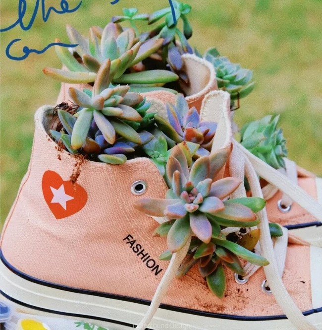 Seperti dikutip dari arttimes.vn, pria China ini menanam tanaman hias sukulen di sepatu lama yang sudah tidak terpakai. Setiap bagian sepatu dimanfaatkannya, termasuk lubang untuk tali sepatu menjadi tempat sukulen kecil. Foto: Dok. arttimes.vn