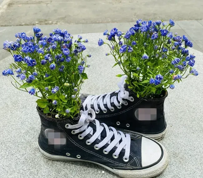 Seorang mahasiswa di Xiamen, Fujian, China viral karena deretan unggahannya di media sosial yang memperlihatkan pot tanaman hias unik miliknya. Dia memanfaatkan sepatu bekas untuk jadi pot tanaman hias.Foto: Dok. arttimes.vn