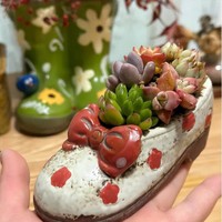 Tios menanam sukulen di pot dari sepatu bekas, tanah harus cukup gembur dan berongga. Pria tersebut menggunakan campuran tanah kebun, pasir, dan kerikil kecil dengan perbandingan 2:2:1 untuk menanam sukulen. Menurutnya, jenis tanah ini memiliki kapasitas menahan air tertentu dan cukup berongga, sehingga membantu tanaman tidak membusuk akarnya dan dapat bertahan hidup di musim panas dengan mudah. Foto: Dok. arttimes.vn