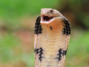 Kenapa Kita Tidak Boleh Membunuh Ular King Cobra? Ini Penyebabnya