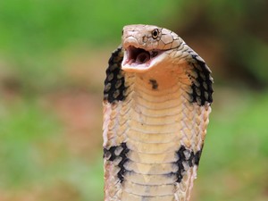 5 Hewan Melata Paling Berbahaya di Dunia