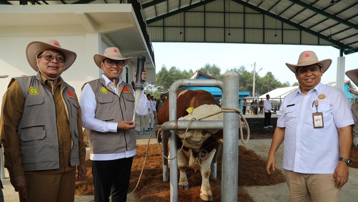 Wamentan Sudaryono sapi