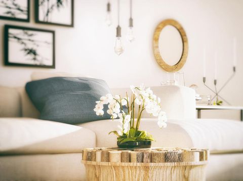 Picture of white orchid in cozy living room. Render image.