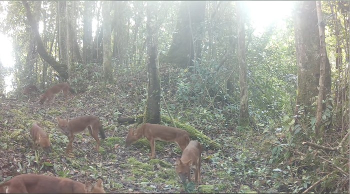 Ajag atau anjing hutan Sumatera di TN Gunung Leuser