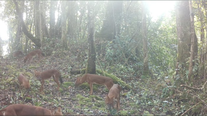Ajag atau anjing hutan Sumatera di TN Gunung Leuser