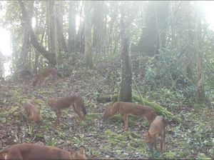 Ajag, Anjing Hutan Indonesia Kini Masuk Daftar Satwa Hampir Punah