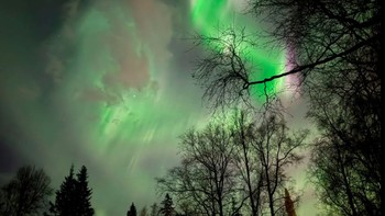 Cahaya utara muncul di atas Anchorage, Alaska, pada Jumat pagi, 11 Oktober 2024. Foto: Mark Thiessen/ AP via Komonews