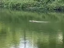 Teror Buaya di Kanal Batua Raya Makassar Bikin Warga Ketakutan