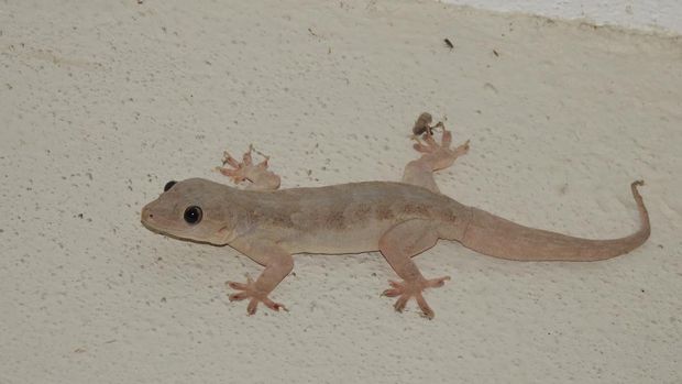 Cicak di rumah