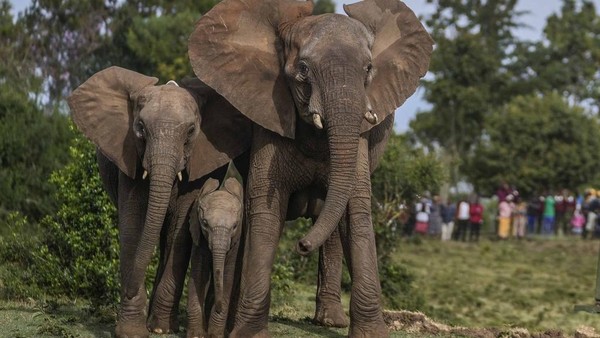 Kenya Relokasi 100 Gajah ke Taman Nasional yang Lebih Luas