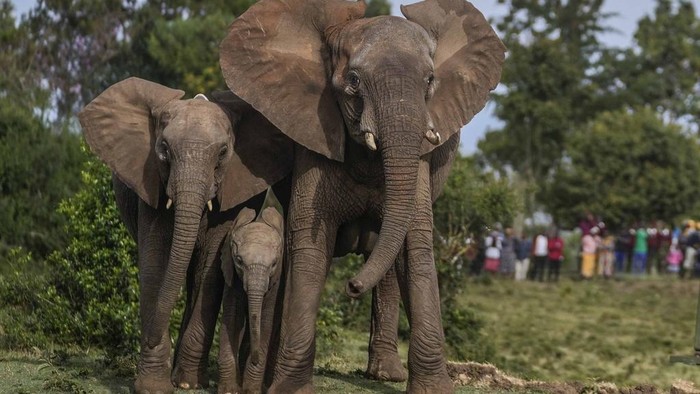 Kenya Wildlife Service rangers and capture team relocate an elephant at Mwea National Park, east of the capital Nairobi, Kenya, Monday, Oct. 14, 2024. (AP Photo/Brian Inganga)
