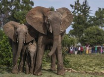 Kenya Relokasi 100 Gajah ke Taman Nasional yang Lebih Luas