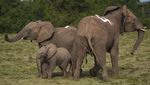 Kenya Relokasi 100 Gajah ke Taman Nasional yang Lebih Luas