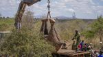 Kenya Relokasi 100 Gajah ke Taman Nasional yang Lebih Luas