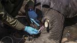 Kenya Relokasi 100 Gajah ke Taman Nasional yang Lebih Luas