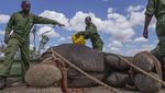 Kenya Relokasi 100 Gajah ke Taman Nasional yang Lebih Luas