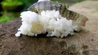 Meski candaan semata, sushi Cibaduyut ini menampilan nasi putih yang diberi ikan kecil di atasnya. Foto: Site News