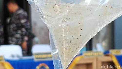 Lanal Lampung gerebek penampungan benih bening lobster di Pesisir Barat.