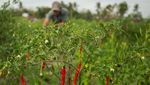 Miris! Potret Petani Panen Cabai Rusak Akibat Cuaca Panas
