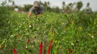 Sejumlah petani di area persawahan Kretek mengaku mengalami gagal panen akibat cuaca panas yang membuat cabai kering meskipun pasokan air cukup. 