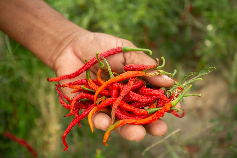 Petani memanen cabai di lahan pertanian miliknya di Kretek, Bantul, DI Yogyakarta, Selasa (15/10/2024). Sejumlah petani di area persawahan Kretek mengaku mengalami gagal panen akibat cuaca panas yang membuat cabai kering meskipun pasokan air cukup. ANTARA FOTO/Hendra Nurdiyansyah/rwa.