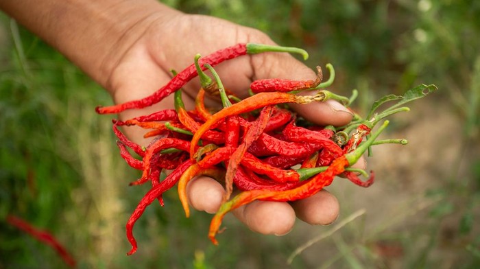 Petani memanen cabai di lahan pertanian miliknya di Kretek, Bantul, DI Yogyakarta, Selasa (15/10/2024). Sejumlah petani di area persawahan Kretek mengaku mengalami gagal panen akibat cuaca panas yang membuat cabai kering meskipun pasokan air cukup. ANTARA FOTO/Hendra Nurdiyansyah/rwa.