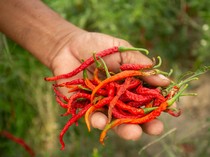 Miris! Potret Petani Panen Cabai Rusak Akibat Cuaca Panas