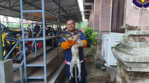 Petuga mengamankan kera liar yang berkeliaran di area civic center Pemkab Jembrana, tepatnya di kantor Inspektorat, pada Selasa (15/10/2024). (Foto: Dok. Damkar Jembrana)