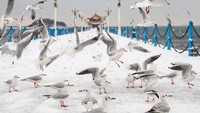 Qingdao berada di Provinsi Shandong, China yang secara geografi terletak di bagian timur Negeri Tirai Bambu itu, Cuaca di kawasan ini kerap terpengaruh oleh angin laut, sehingga menciptakan cuaca yang sejuk dengan rata-rata suhu sekitar 15 hingga 20 derajat celcius saat musim gugur. (Zhang Wenbo/VCG via Getty Images) 