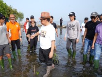 Kampanye Bareng Slank, Pramono Anung Tanam Mangrove di Marunda Jakut