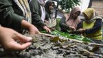 Ibu-ibu di Tangerang Ini Sulap Daun Sirih Jadi Minuman Herbal