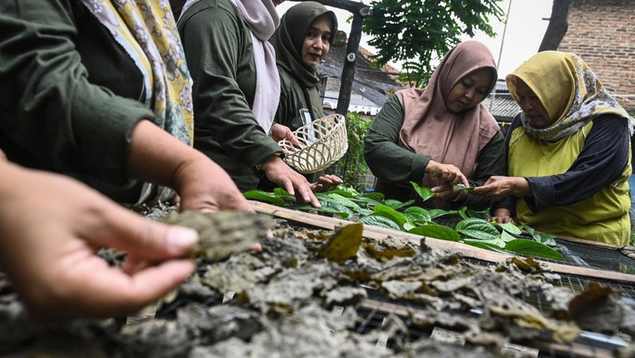 Produksi teh daun sirih dari pertanian perkotaan Sejumlah anggota Kelompok Wanita Tani (KWT) Sirih mengemas olahan teh daun sirih di Kampung Olahan Sirih, Kelurahan Mekarsari, Neglasari, Kota Tangerang, Banten, Selasa (15/10/2024). KWT tersebut memproduksi teh herbal sirih jahe lemon (Sijale) berbahan dasar daun sirih hasil kebun pertanian perkotaan di lahan tidur seluas 120 meter dan dijual Rp12 ribu per kemasan. ANTARA FOTO/Sulthony Hasanuddin/rwa.