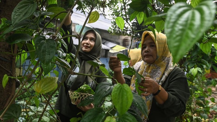 Produksi teh daun sirih dari pertanian perkotaan Sejumlah anggota Kelompok Wanita Tani (KWT) Sirih mengemas olahan teh daun sirih di Kampung Olahan Sirih, Kelurahan Mekarsari, Neglasari, Kota Tangerang, Banten, Selasa (15/10/2024). KWT tersebut memproduksi teh herbal sirih jahe lemon (Sijale) berbahan dasar daun sirih hasil kebun pertanian perkotaan di lahan tidur seluas 120 meter dan dijual Rp12 ribu per kemasan. ANTARA FOTO/Sulthony Hasanuddin/rwa.