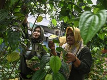 Ibu-ibu di Tangerang Ini Sulap Daun Sirih Jadi Minuman Herbal