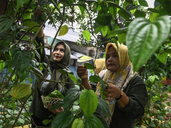 Ibu-ibu di Tangerang Ini Sulap Daun Sirih Jadi Minuman Herbal