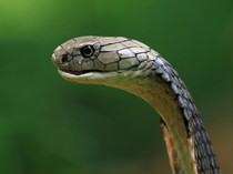 Ular King Cobra Terbesar di Dunia Ada di Mana? Ini Lokasi dan Faktanya